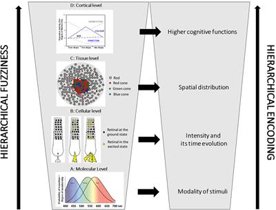 Tracing a new path in the field of AI and robotics: mimicking human intelligence through chemistry. Part II: systems chemistry